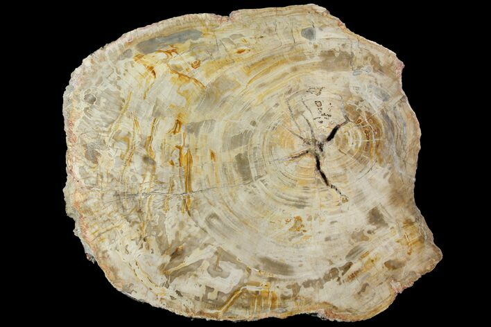 Petrified Wood (Araucaria) Slab - Madagascar #118599